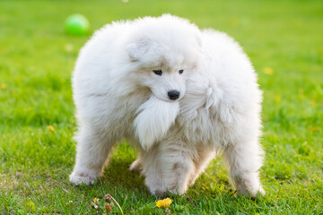 Funny fluffy white Samoyed puppies dogs are playing