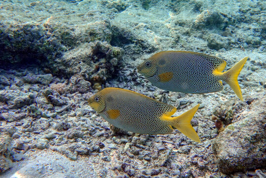 รูปภาพRabbitfish – เลือกดูภาพถ่ายสต็อก เวกเตอร์ และวิดีโอ1,372 | Adobe ...
