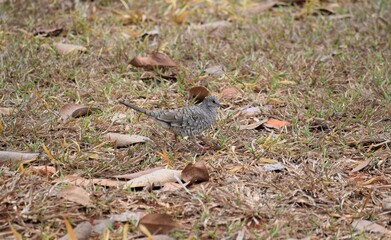rolinha fogo-apagou Columbina squammata