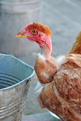Hen drinking water from bucket in poultry yard. Domestic bird