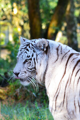 Fototapeta na wymiar White Bengal Tiger