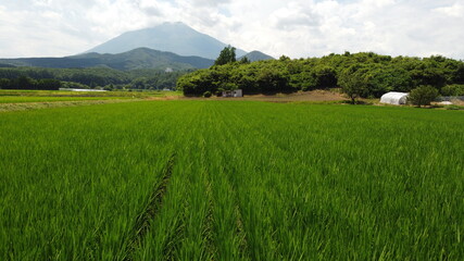 水稲と岩手山