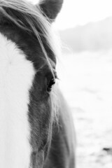 Close up pretty vertical horse portrait of young mare in black and white.