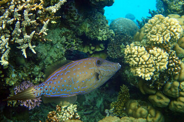 Scribbled  Filefish or Scrawled filefish - Aluterus scriptus  on Coral Reef  in Egypt 