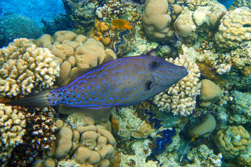 Fototapeta na wymiar Scribbled Filefish or Scrawled filefish - Aluterus scriptus on Coral Reef in Egypt 