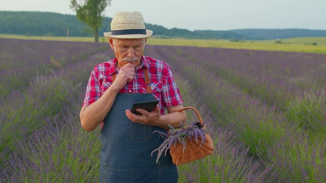 Senior grandfather farmer growing lavender, holding digital tablet and examining harvest. Elderly worker man in organic blooming field of purple lavender flowers. Commercially grown. Farm eco business