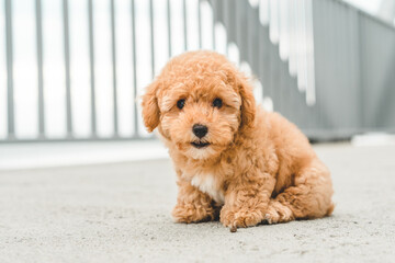 Brown puppy poodle sitting on the floor