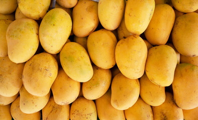 Fresh yellow mango pile on rustic market stall, photo texture. Asian fruit market stall. Philippine...