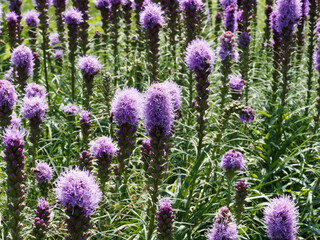 Liatris spicata | Dense blazing star or prairie gay feather with deep purple and violet flowers spikes at the top of a stem 
