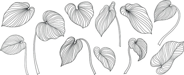 Tropical leaves isolated on white.  Hand drawn vector illustration