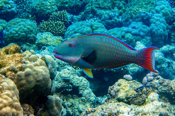 Obraz na płótnie Canvas Bicolor Parrotfish - Cetoscarus bicolor ,coral fish in the Red Sea 