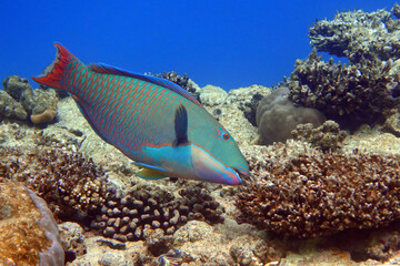 Naklejka na ściany i meble Bicolor Parrotfish - Cetoscarus bicolor ,coral fish in the Red Sea 
