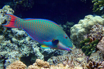 Naklejka na ściany i meble Bicolor Parrotfish - Cetoscarus bicolor ,coral fish in the Red Sea 