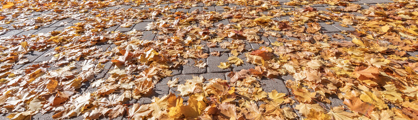 Close up of autumnal carpet of maple leaves, textured image