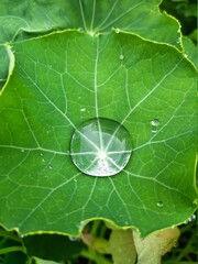 drop on leaf