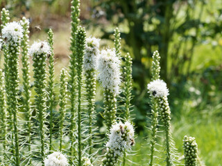 Liatris spicata 'Alba' | Dense blazing star or Kansas gay feather with white-flowering cultivars on tall spikes