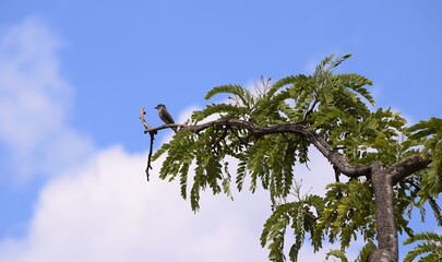 Peitica-de-chap&eacute;u-preto - Griseotyrannus aurantioatrocristatus