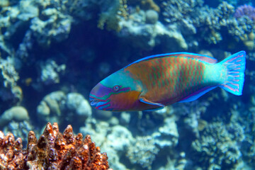 Fototapeta premium Daisy parrotfish - Chlorurus sordidus, Red Sea 