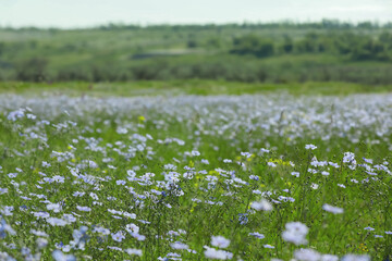 Picturesque view of beautiful blooming flax field