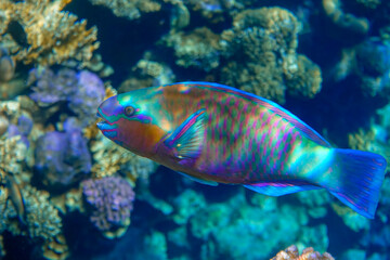 Daisy parrotfish  - Chlorurus sordidus,  Red Sea 