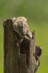 Reptil posando en tronco