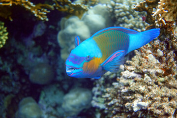 Fototapeta na wymiar Daisy parrotfish - Chlorurus sordidus, Red Sea 