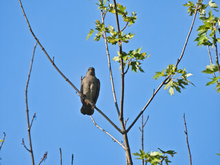 Gray bird Perched in Tree: A gray catbird is perched in a small tree with a couple of leaves on it with a bright blue sky in the backyard