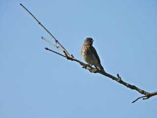 Bluebird on a Branch: A young male Eastern bluebird perched on a single branch against a bright blue sky