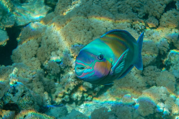 Obraz na płótnie Canvas Daisy parrotfish - Chlorurus sordidus, Red Sea 