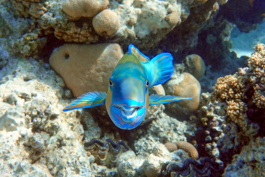Daisy parrotfish  - Chlorurus sordidus,  Red Sea 