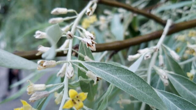 Russian olive tree branch with flowers. Elaeagnus angustifolia silver berry oleaster wild olive close up with copy space. Use as floral organic 4k backdrop for your project