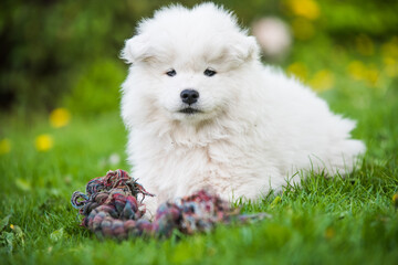 Funny fluffy white Samoyed puppy dog is playing with toy