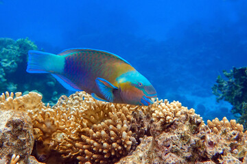Naklejka na ściany i meble Daisy parrotfish - Chlorurus sordidus, Red Sea 