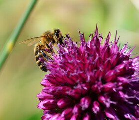 honey bee on a garden flower