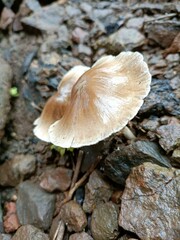 mushroom on a rock 