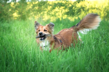 Rudy border collie biegnie z patykiem w pysku © nitka_zaplatana