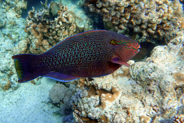 Fototapeta na wymiar Scarus niger - Dusky parrotfish by coral, Red Sea