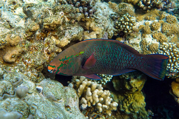 Scarus niger - Dusky parrotfish by coral, Red Sea