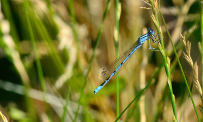 damsel fly resting on grasses