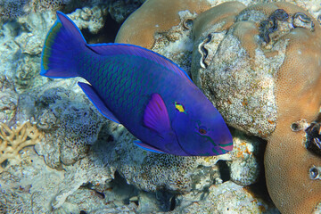 Obraz na płótnie Canvas Scarus niger - Dusky parrotfish by coral, Red Sea