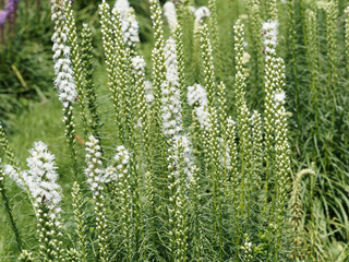 Dense blazing star or Liatris spicata with stunning white flowers in a long spike at the top of a...