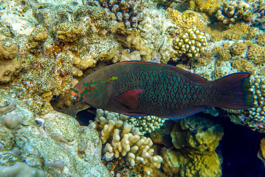 Scarus niger - Dusky parrotfish by coral, Red Sea
