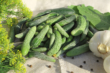 Small cucumbers, dill flowers, horseradish leaves, spices and herbs on linen fabric, the concept of organic and healthy nutrition, pickling cucumbers.
