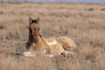 Cute Wild Horse Foal in the Utah Desert