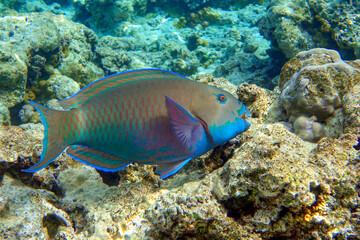 Obraz na płótnie Canvas Greenbelly parrotfish - Scarus falcipinnis, Red sea Egypt