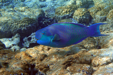 Red Sea Steephead Parrotfish (Chlorurus gibbus) 