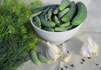 Small cucumbers in white plate, dill flowers, horseradish leaves, spices and herbs on linen fabric, the concept of organic and healthy nutrition, pickling cucumbers.