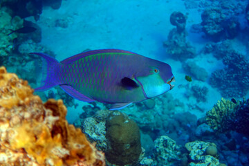 Fototapeta na wymiar Red Sea Steephead Parrotfish (Chlorurus gibbus) 