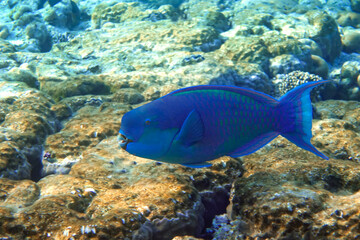 Fototapeta na wymiar Red Sea Steephead Parrotfish (Chlorurus gibbus) 