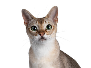 Head shot handsome young adult Singapura cat. Looking straight at camera with mesmerising green...